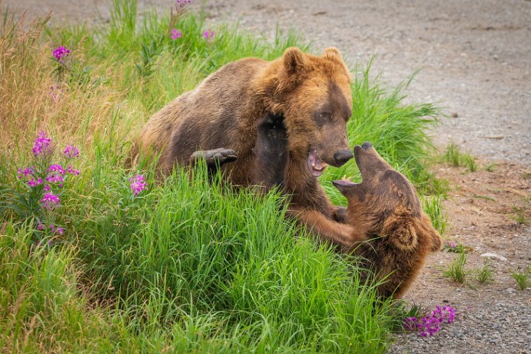 141 Katmai NP, bruine beren.jpg